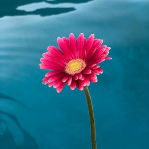 Meet your Posher, Abbey